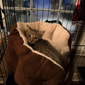 Domestic Short Hair Cats Available for Adoption - Sailer | PetCurious