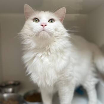 Windu -  Domestic Long Hair Cat for Adoption in Champaign, Illinois - Windu | PetCurious