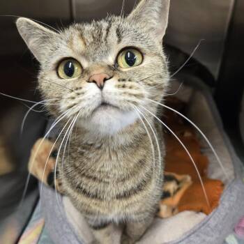 Hayat -  British Shorthair Cat for Adoption in Bowmanville, Ontario - Hayat | PetCurious
