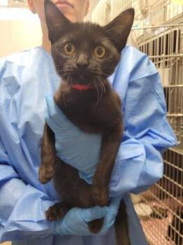 Comma -  Domestic Short Hair Cat for Adoption in Hobart, Indiana - Comma | PetCurious