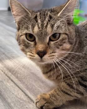 Rescue Domestic Short Hair Cats for Adoption in Port St. Joe, Florida - Amethyst | PetCurious