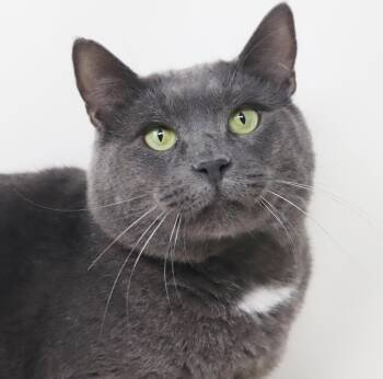 Danny Boy is a LIVING PILLOW PET - already being used as a thera -  Russian Blue Cat for Adoption in Bedford Hills, New York - Danny Boy Is A LIVING PILLOW PET - Already Being Used As A Thera | PetCurious