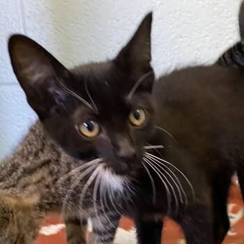 Darryl | Oreo -  Domestic Short Hair Cat for Adoption in Jacksonville, Arkansas - Darryl | Oreo | PetCurious