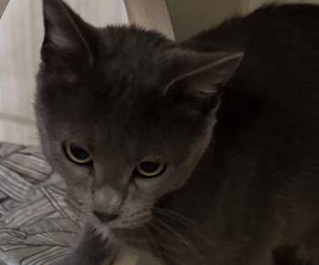 Snow White -  Domestic Short Hair Cat for Adoption in Lake Ozark, Missouri - Snow White | PetCurious