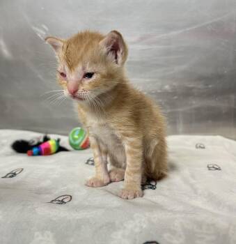 Creamsicle -  Domestic Short Hair Cat for Adoption in Gaithersburg, Maryland - Creamsicle | PetCurious