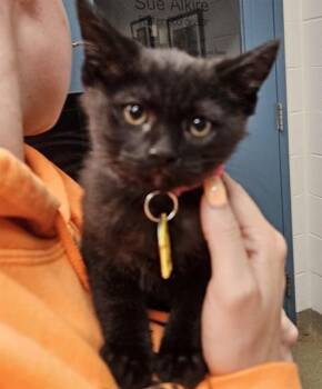 EUGENE -  Domestic Long Hair Cat for Adoption in St. Louis, Missouri - EUGENE | PetCurious
