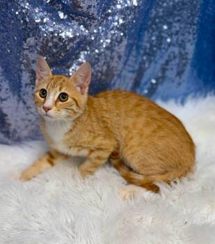 Polymer -  Domestic Short Hair Cat for Adoption in Clarkesville, Georgia - Polymer | PetCurious