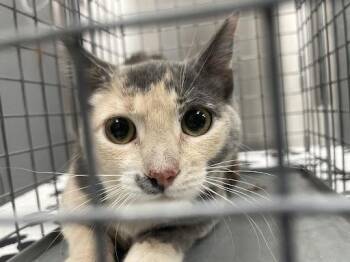 Domestic Short Hair Cats Available for Adoption in Las Vegas, Nevada - CINNAMON SPICE | PetCurious