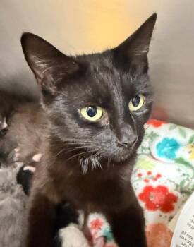 Clarinet -  Domestic Short Hair Cat for Adoption in Cincinnati, Ohio - Clarinet | PetCurious