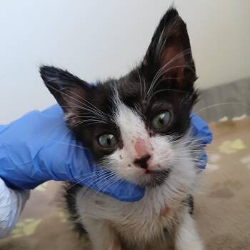 Domestic Short Hair Cats Available for Adoption in Kanab, Utah - Ron | PetCurious