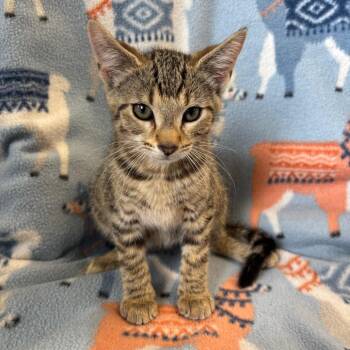 TRU-Stray-31378 -  Domestic Short Hair Cat Available for Adoption in Mt. Juliet, Tennessee - TRU-Stray-31378 | PetCurious