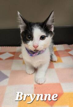 Brynne -  Domestic Medium Hair Cat for Adoption in Sidney, Ohio - Brynne | PetCurious