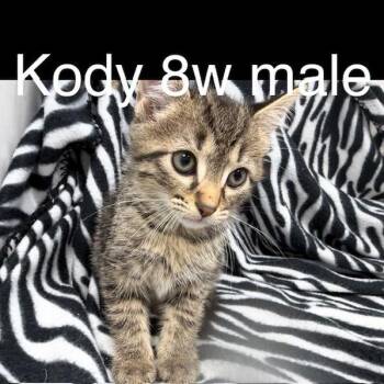 Kody -  Domestic Short Hair Cat for Adoption in New Tazewell, Tennessee - Kody | PetCurious