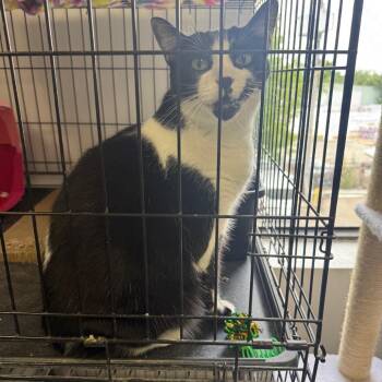 Edmund -  Domestic Short Hair Cat for Adoption in Houston, Texas - Edmund | PetCurious