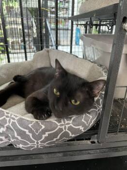 Spice -  Domestic Short Hair Cat for Adoption in Locust Grove, Virginia - Spice | PetCurious