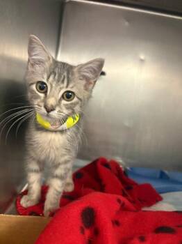 MJ -  Domestic Short Hair Cat for Adoption in Cincinnati, Ohio - MJ | PetCurious