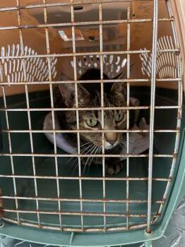 SEBASTION -  Domestic Short Hair Cat for Adoption in Palmetto, Florida - SEBASTION | PetCurious
