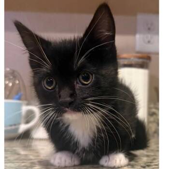 Moo -  Domestic Short Hair Cat for Adoption in Layton, Utah - Moo | PetCurious