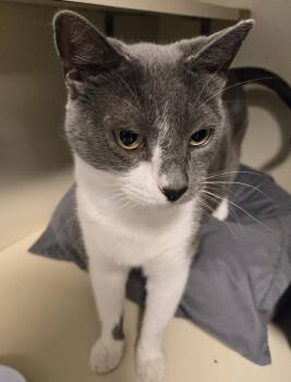 Domestic Short Hair Cats Available for Adoption in Windsor, Connecticut - Katerina | PetCurious