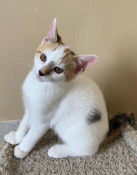 Rescue Dilute Calico Cats for Adoption in Naugatuck, Connecticut - Cinderella | PetCurious