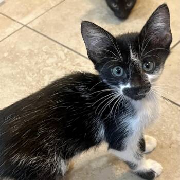 Inigo Montoya -  Domestic Short Hair and Tuxedo Cat for Adoption in Columbia, South Carolina - Inigo Montoya | PetCurious