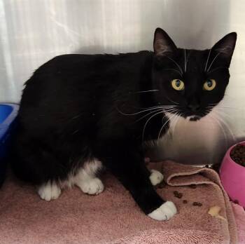 VIVIAN -  Domestic Short Hair Cat for Adoption in Pueblo, Colorado - VIVIAN | PetCurious
