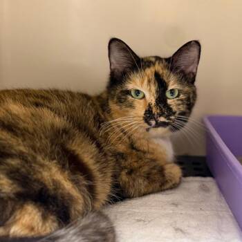 Domestic Short Hair Cats Available for Adoption - Astra | PetCurious