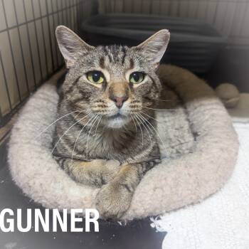 GUNNER -  Domestic Short Hair and Tabby Cat for Adoption in Griffith, Indiana - GUNNER | PetCurious