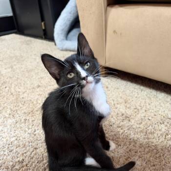 Regina George -  Domestic Short Hair Cat for Adoption in Portland, Oregon - Regina George | PetCurious
