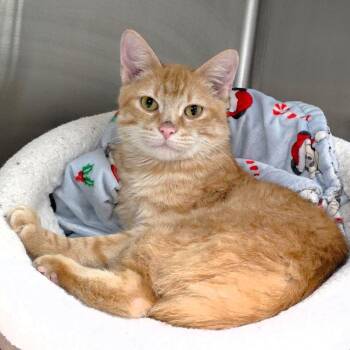Dr. Sherbert -  Domestic Short Hair Cat for Adoption in Michigan City, Indiana - Dr. Sherbert | PetCurious