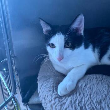 Dr. Pepper -  Domestic Short Hair Cat for Adoption in Spokane, Washington - Dr. Pepper | PetCurious