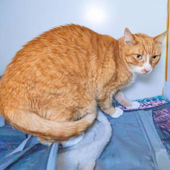 Avi -  Domestic Short Hair and Mixed Breed Cat for Adoption in South Elgin, Illinois - Avi | PetCurious