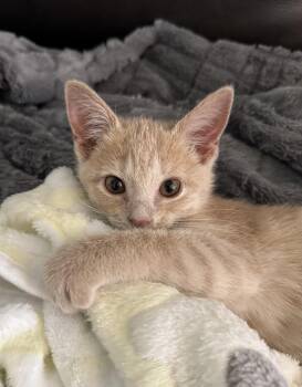 Shortbread -  Domestic Short Hair Cat Available for Adoption in New Orleans, Louisiana - Shortbread | PetCurious