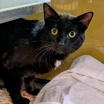 Domestic Short Hair Cats Available for Adoption in Huntsville, Arkansas - (Vet 4/27) Dice | PetCurious