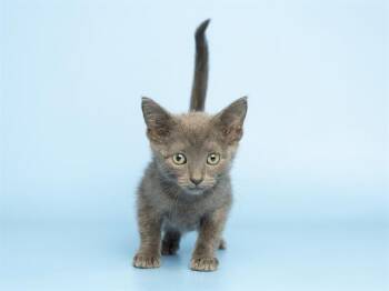 SAGE -  Domestic Short Hair Cat for Adoption in Phoenix, Arizona - SAGE | PetCurious