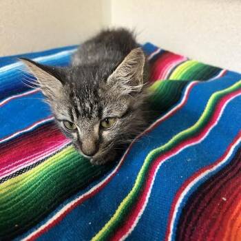 Manassas -  Domestic Short Hair Cat for Adoption in Durango, Colorado - Manassas | PetCurious