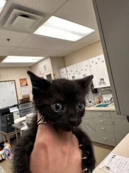 Domestic Short Hair Cats Available for Adoption in Palm Coast, Florida - Andy | PetCurious
