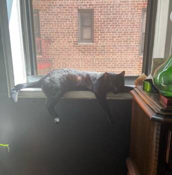 Felix -  Domestic Short Hair Cat for Adoption - Felix | PetCurious