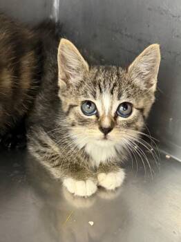 Zesty -  Domestic Short Hair Cat for Adoption in Glenfield, New York - Zesty | PetCurious