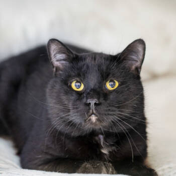 Rescue Domestic Short Hair Cats for Adoption in Camano, Washington - Wario | PetCurious