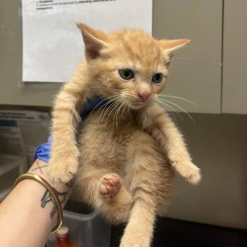 Domestic Short Hair Cats Available for Adoption in Columbus, Georgia - 05/3/2026-Stray-LloydRoad-1 | PetCurious