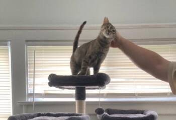 Holland bonded with Holly -  Domestic Short Hair Cat for Adoption in Macedonia, Ohio - Holland Bonded With Holly | PetCurious