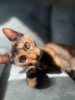 Rescue Domestic Short Hair Cats for Adoption in Davis, California - Toast | PetCurious