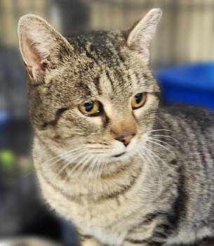 Rescue Domestic Short Hair Cats for Adoption in Rice Lake, Wisconsin - Comet | PetCurious