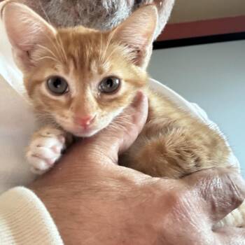 Tony Da Tiger -  Domestic Short Hair Cat for Adoption in Port Richey, Florida - Tony Da Tiger | PetCurious
