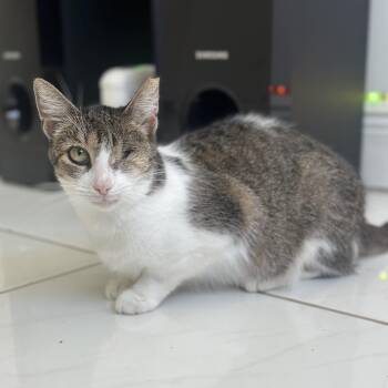 Minnie -  Domestic Short Hair Cat for Adoption in Pompano Beach, Florida - Minnie | PetCurious