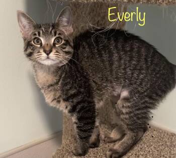 Domestic Short Hair Cats Available for Adoption - Everly | PetCurious