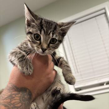 Rescue Domestic Short Hair Cats for Adoption in Byron Center, Michigan - Matcha | PetCurious