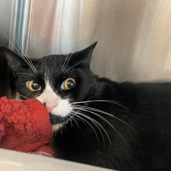 Domestic Short Hair Cats Available for Adoption in Clearwater, Florida - Parker | PetCurious