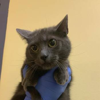 Margie -  Domestic Short Hair Cat for Adoption in Charlottesville, Virginia - Margie | PetCurious
